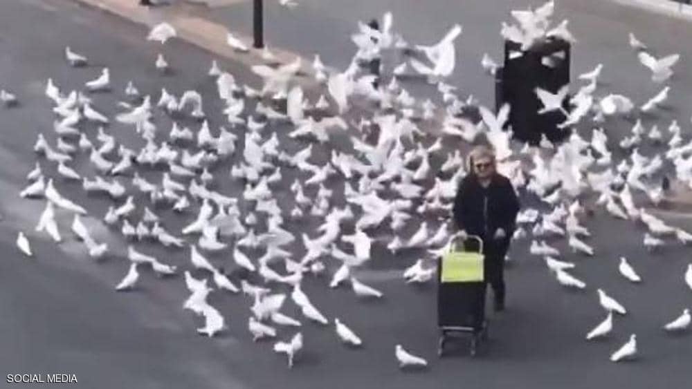 الحمام والسيدة المسنة.. لماذا أصاب كورونا الطيور بالجوع؟