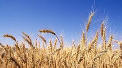 العراق يشتري اكثر من مليون طن من القمح ويتوقع ستة ملايين طن حصاد محلي