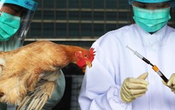تفشي سلالة مميتة من إنفلونزا الطيور في أمريكا