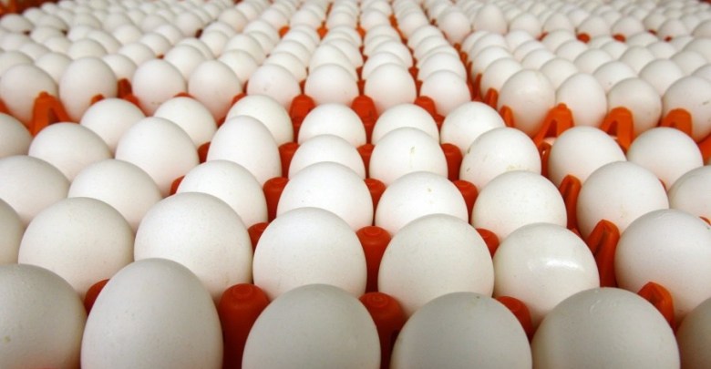 اتلاف 21 طنا من البيض غير الصالح للاستهلاك البشري في مدينة بكوردستان