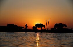 'Water is life': unexpected rainfall revives Iraq's historic marshlands