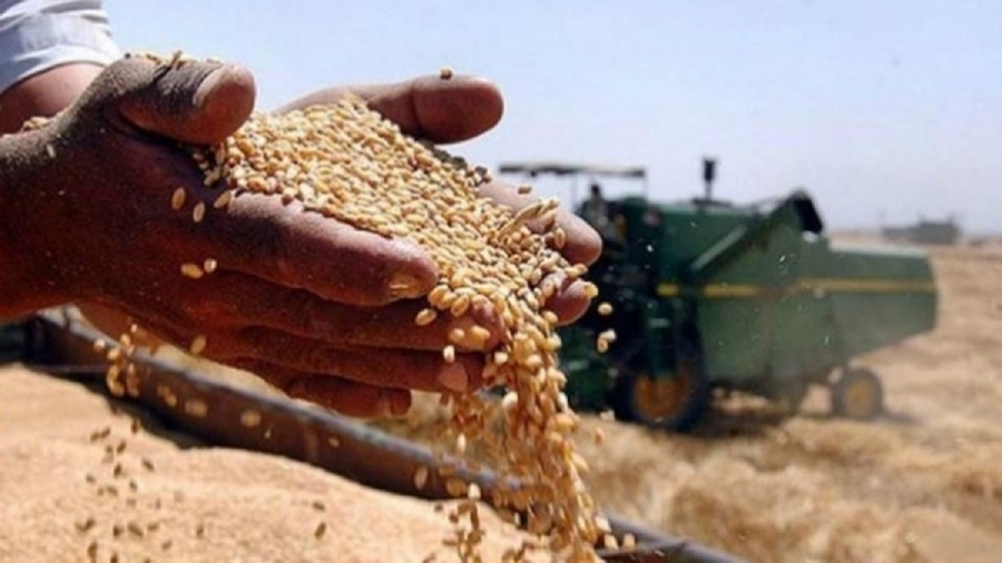 سايلوهات كوردستان تتسلم نحو نصف مليون طن من القمح من فلاحي الاقليم
