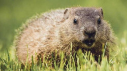 تناول حيوان "المرموط" .. اصابة جديدة بالطاعون الدبلي بمنغوليا