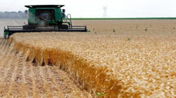 بسبب الأزمة الأوكرانية.. العراق يبحث عن أسواق جديدة لشراء الحنطة 