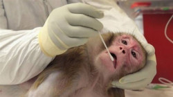 Moderna  vaccine  shows immune response in monkeys