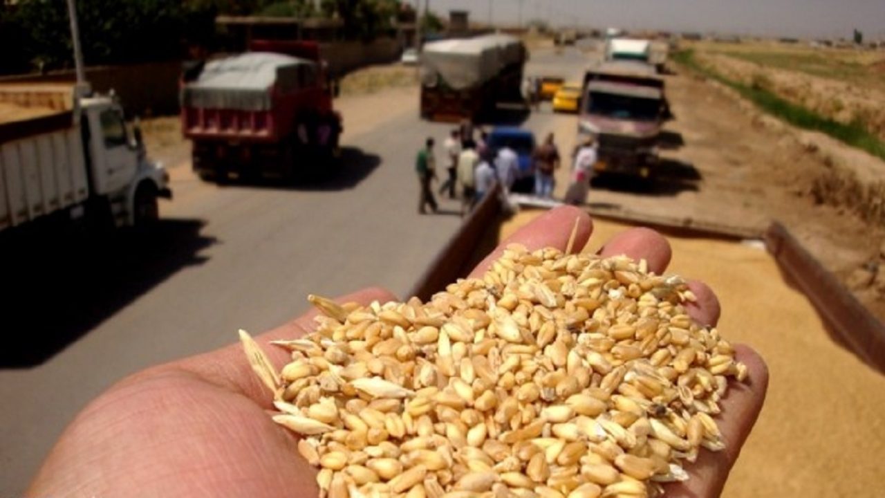 "لا نية للتصدير".. العراق يضع خزيناً استراتيجياً من الحنطة  
