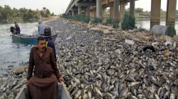 أول توضيح رسمي على نفوق الأسماك في محافظة عراقية