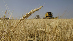 Iraq achieves 500 thousand tons of surplus of wheat despite obstacles