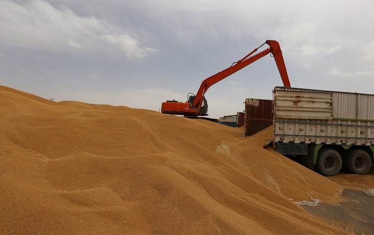 إقليم كوردستان يشتري فائض الحنطة لاستثمار مئات ملايين الدولارات