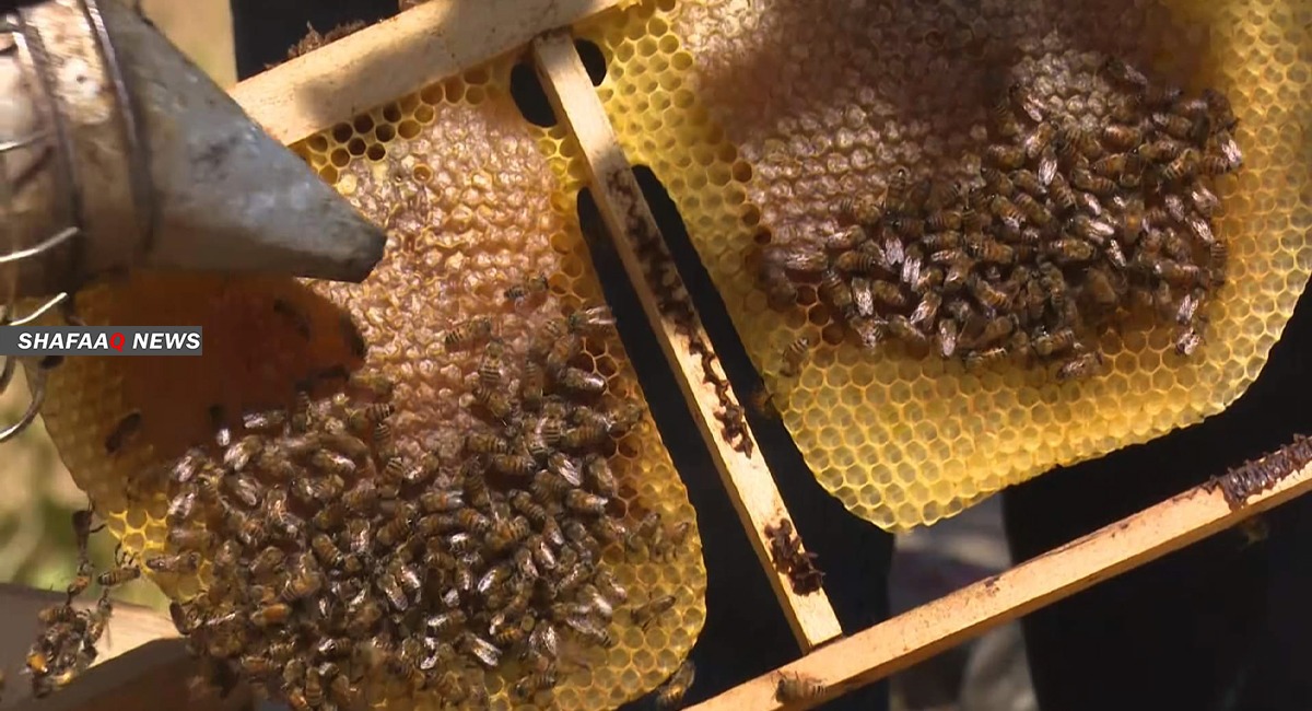 ديالى تتغلب على عقبات النزوح والأمن وتتصدر إنتاج العسل