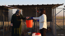 Displaced women in Sheikhan camp depend on poultry farming as a source of food and income