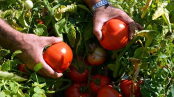 بعد احتجاج فلاحين .. اقليم كوردستان يحظر استيراد الطماطم حتى إشعار اخر