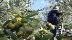 أشجار الزيتون السورية تثمر في كوردستان العراق