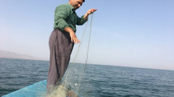 اقليم كوردستان يغطي 60% من حاجة السوق المحلية من الأسماك ويتحرك لتعليبها
