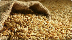 Iraq to export 700 thousand tons of barley for the first time in its history 