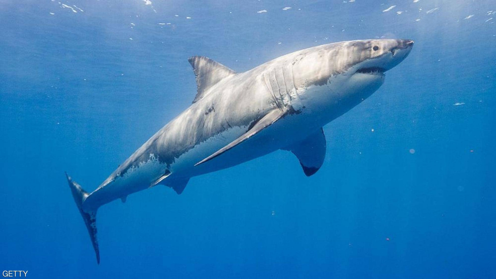 Drone footage shows a shark approaches a surfer