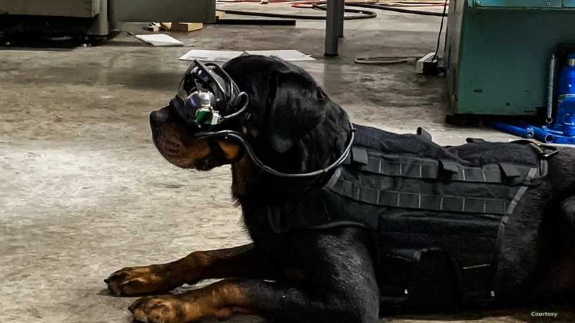 نظارات واقع افتراضي خاصة بـ"كلاب" الجيش الامريكي 