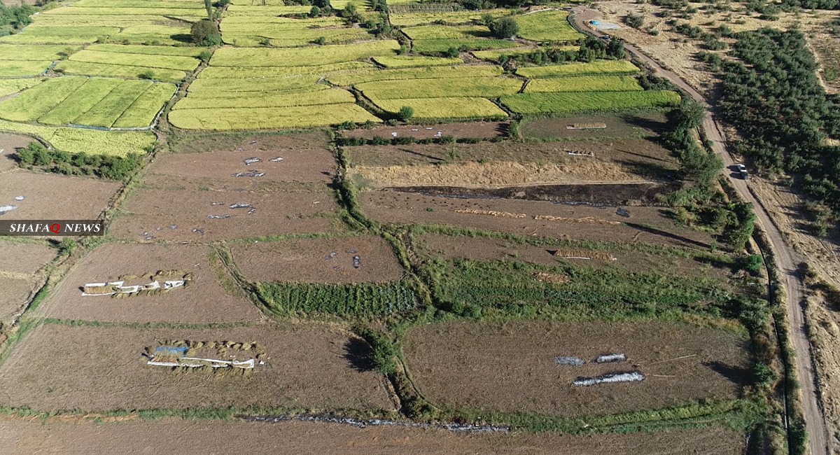 Agricultural land in Kurdistan.. Whoever sows it becomes cursed and loses his wife