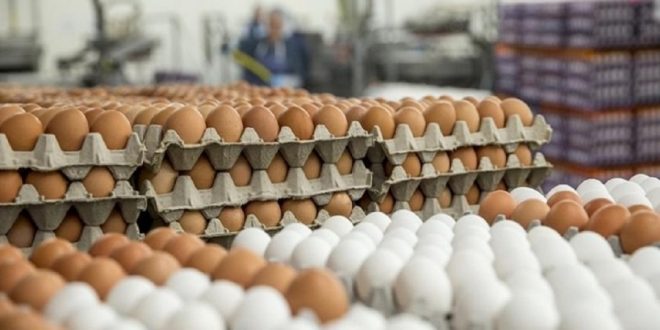 الزراعة تفسر اسباب ارتفاع اسعار بيض المائدة في الأسواق المحلية