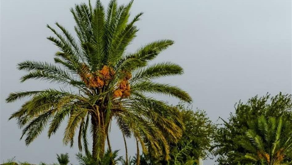 Iraq expects to export more than 600 thousand tons of dates