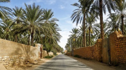 العراق بحاجة الى 14 مليار شجرة 