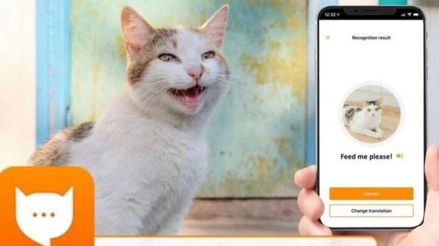 الى مربي القطط..تطبيق جديد "مياو توك" يترجم مواء قطتك