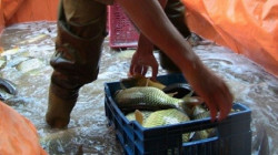 حكومة كوردستان تمنع استيراد "أسماك الكارب"
