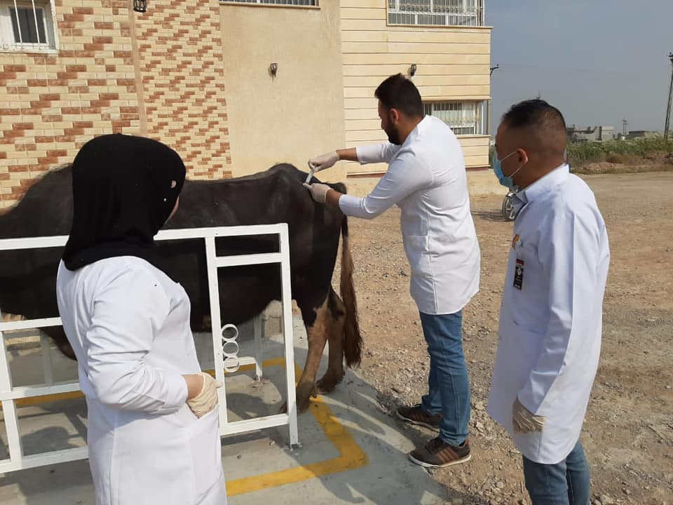 المستشفى البيطري في ديالى يشن حملة لمحاربة 3 أمراض فتاكة 