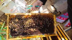 العراق يطلق خططاً جديدة لتطوير قطاع النحل ورفع انتاجية العسل