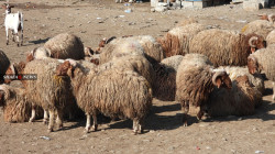 خطر خارجي يهدد الثروة الحيوانية في إقليم كوردستان.. صور