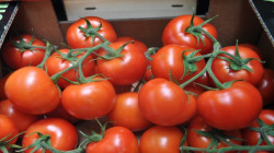 بسبب أمطار العام الماضي.. زراعة الزبير تطالب بتعويضات لأصحاب مزارع الطماطم 