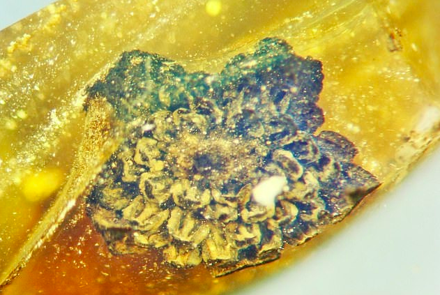 اكتشاف زهرة عمرها 100 مليون سنة