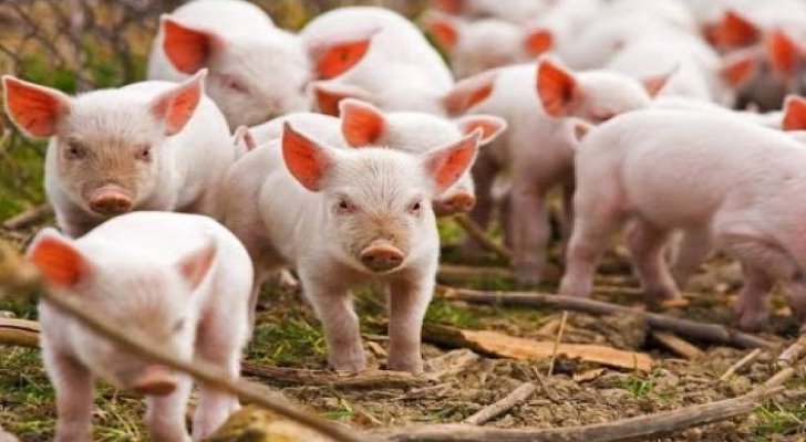 علماء يصنعون مكملات غذائية ضرورية لجسم الإنسان من دم الخنزير