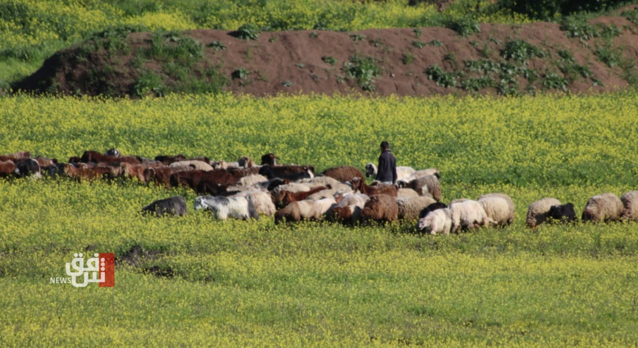 الجمعيات الفلاحية توجه طلباً عاجلاً إلى الكاظمي بشأن الثروة الحيوانية 