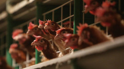 إصابة 60 الف دجاجة بإنفلونزا الطيور في مدينة عراقية 
