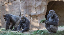 Eight gorillas at a U.S. zoo have tested positive for coronavirus