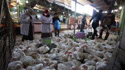 الزراعة تؤكد احتواء بؤرة الإصابة بمرض أنفلونزا الطيور وتدعو لحظر استيراد الدجاج