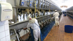 مسؤول محلي: شركات روسية ترغب في استثمار تربية الابقار وإنتاج الحليب في الانبار