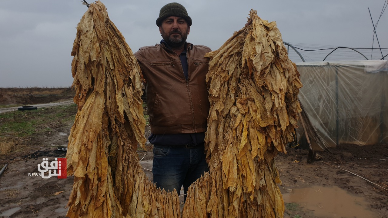 After a gap of decades.. the cultivation of tobacco resurrects in Derik