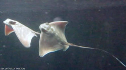 "ظاهرة محيرة".. علماء يرصدون حالة تكاثر دون ذكر