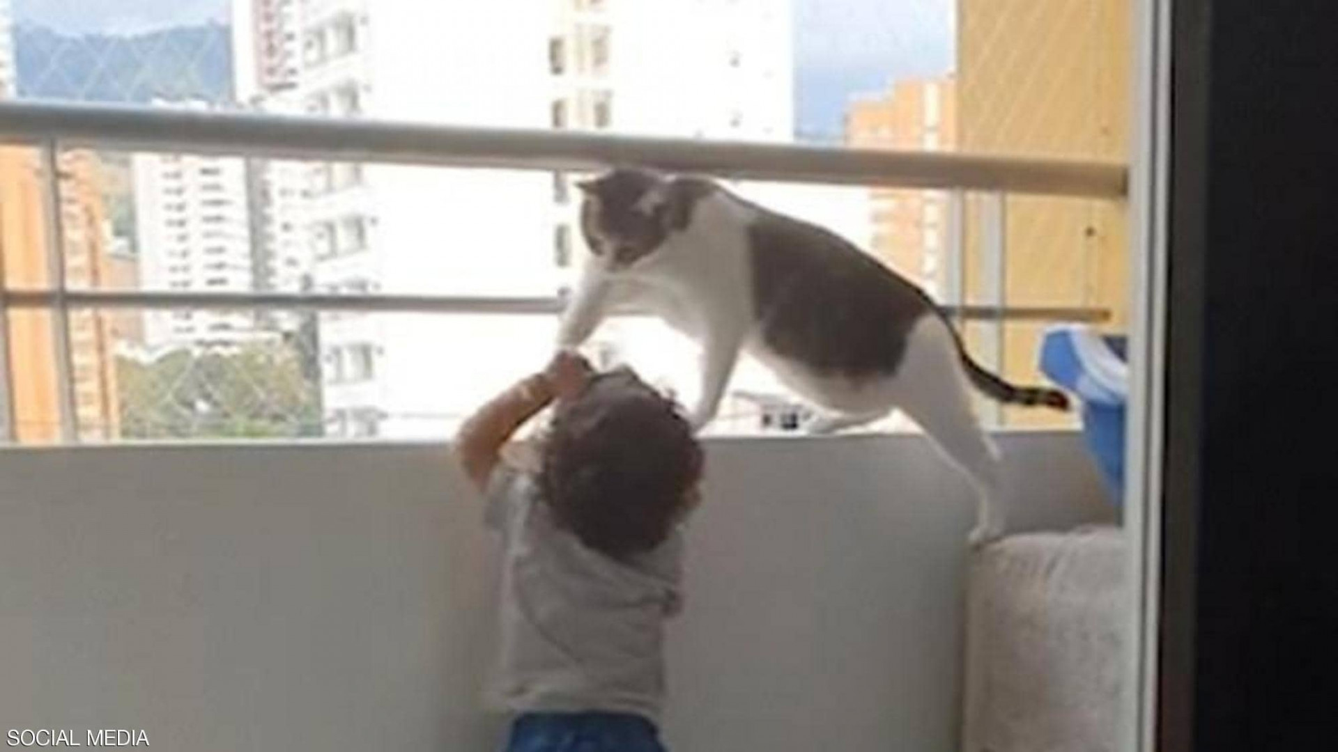 فيديو.. قطة ذكية تنقذ طفلاً من الموت