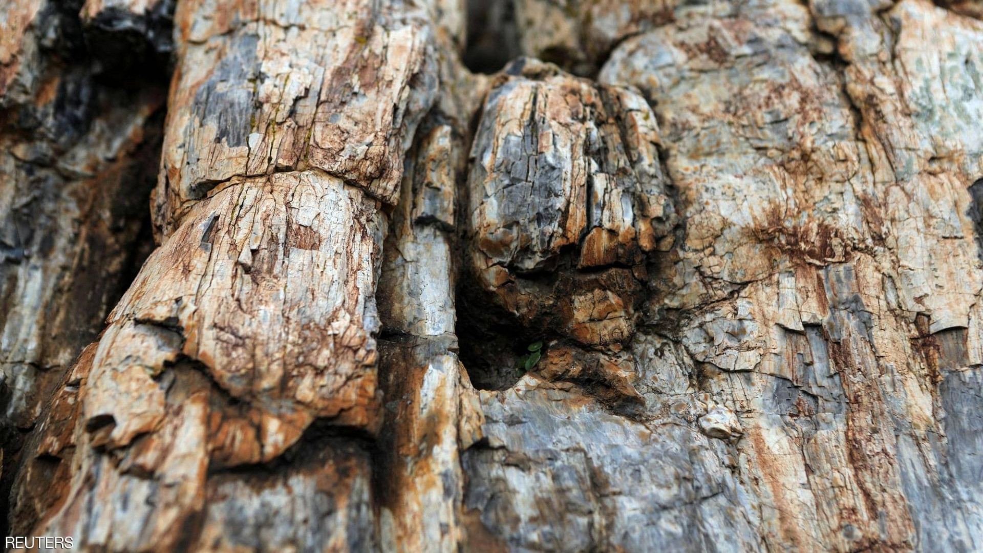 Scientists in Greece find 20 million year-old petrified tree - Shafaq News