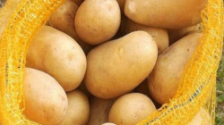 العراق يصدر أكثر من 5000 طن من البطاطا الى السعودية والكويت
