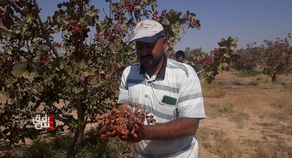 داعش يعطل مزارع الفستق في الانبار: إنتاج شجرة واحدة يعادل قيمة ثلاثة براميل نفط