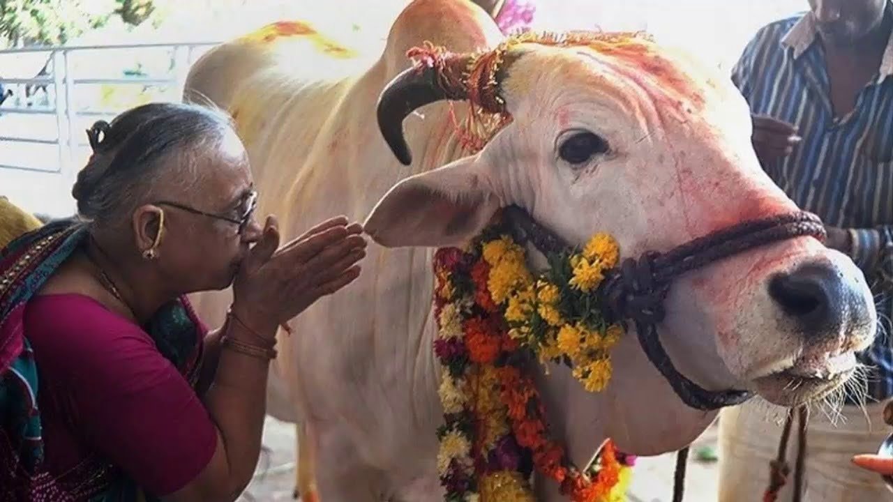بعد موجة سخرية.. الحكومة الهندية تلغي اختباراً عن "القدرات العجيبة" للأبقار
