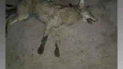 الموصل.. ذئاب تهاجم الأغنام ورعاتها وتخلّف إصابة بشرية 