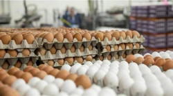 محافظة تؤكد تخطي إنتاجها مليون بيضة يوميا: زار موائد العراق سوى كوردستان