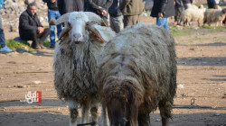 كوردستان تواجه ارتفاع أسعار اللحوم باستيراد الماشية الحية من أرمينيا 