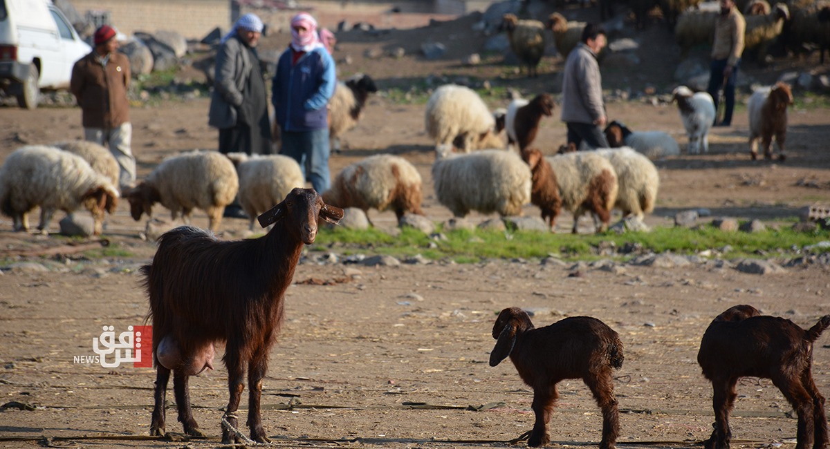 الجمعيات الفلاحية تصد مقترحاً إيرانياً: سيلحق ضرراً بالثروة الحيوانية ومربيها