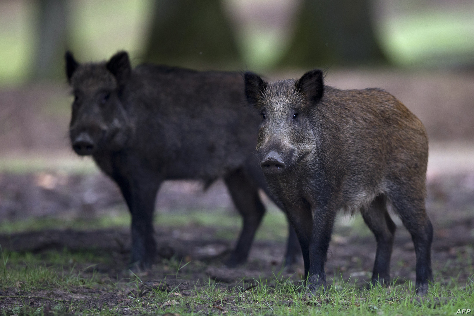 تفشي حمى "الخنازير الأفريقية" في الصين